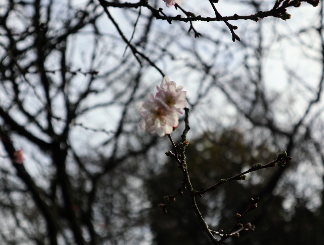 f:id:bluemoonbell:20211115122122j:image f:id:bluemoonbell:20211115122122j:image