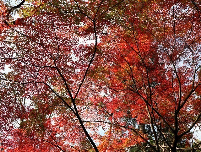 f:id:bluemoonbell:20211115123833j:image f:id:bluemoonbell:20211115123833j:image