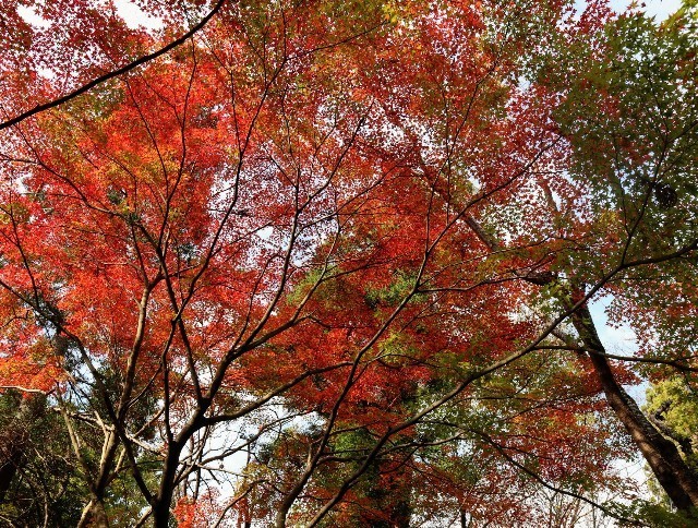 f:id:bluemoonbell:20211115123843j:image f:id:bluemoonbell:20211115123843j:image