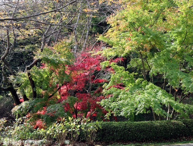 f:id:bluemoonbell:20211115123859j:image f:id:bluemoonbell:20211115123859j:image