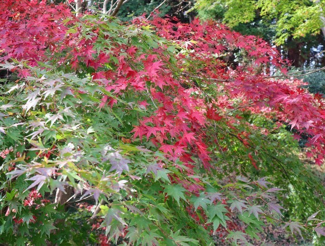 f:id:bluemoonbell:20211115123913j:image f:id:bluemoonbell:20211115123913j:image