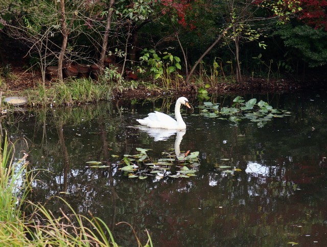 f:id:bluemoonbell:20211115123933j:image f:id:bluemoonbell:20211115123933j:image