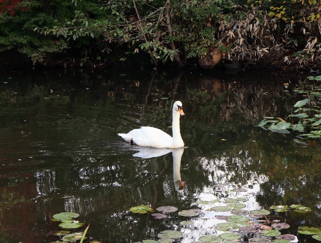 f:id:bluemoonbell:20211115123940j:image f:id:bluemoonbell:20211115123940j:image