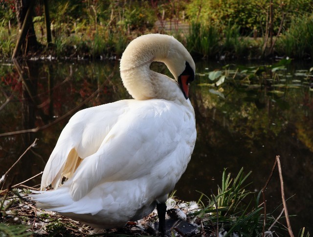 f:id:bluemoonbell:20211115123947j:image f:id:bluemoonbell:20211115123947j:image