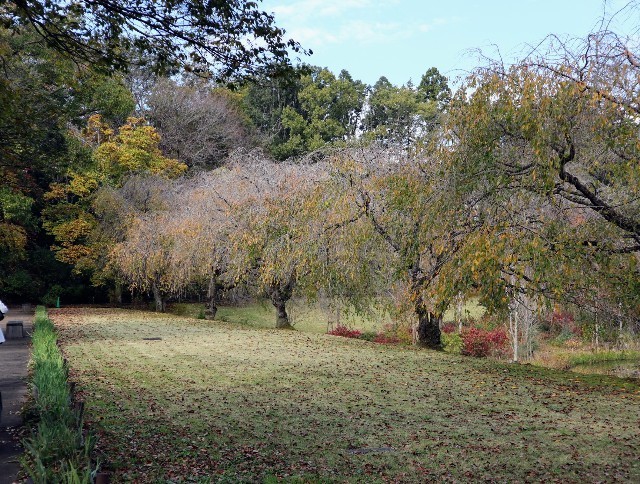 f:id:bluemoonbell:20211115123954j:image f:id:bluemoonbell:20211115123954j:image