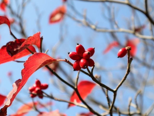 f:id:bluemoonbell:20211120144539j:image