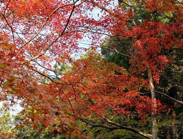 f:id:bluemoonbell:20211120144657j:image