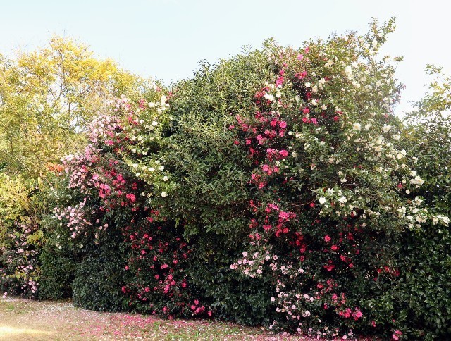 f:id:bluemoonbell:20211120153219j:image