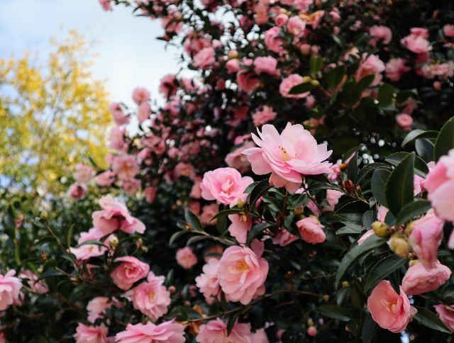 f:id:bluemoonbell:20211120153227j:image