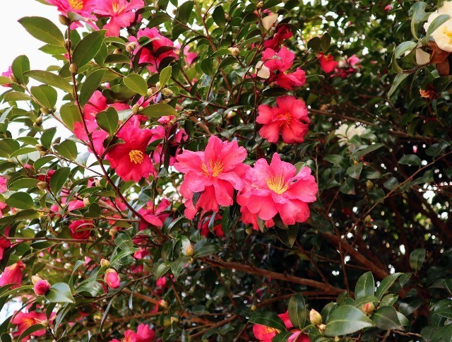 f:id:bluemoonbell:20211120153233j:image