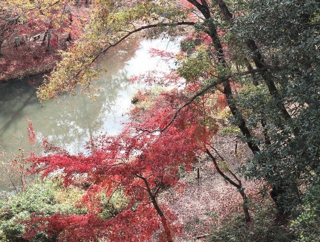 f:id:bluemoonbell:20211123115722j:image