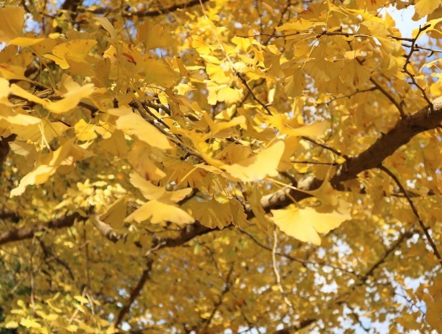 f:id:bluemoonbell:20211123115743j:image