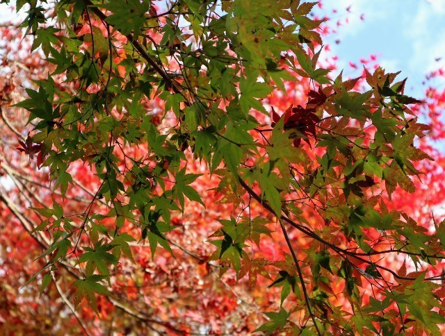 f:id:bluemoonbell:20211124141346j:image