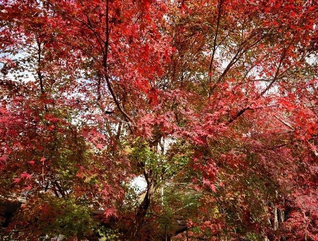 f:id:bluemoonbell:20211124141354j:image