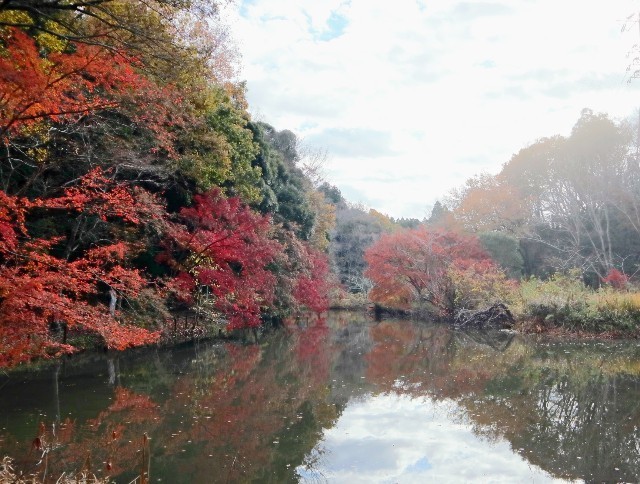 f:id:bluemoonbell:20211124141403j:image