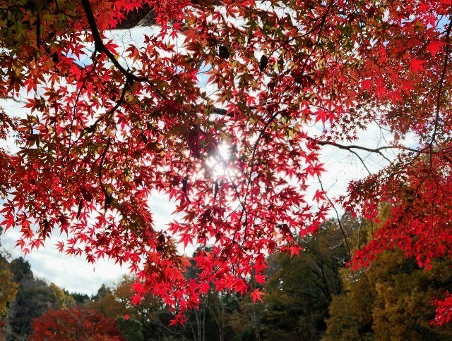 f:id:bluemoonbell:20211124141411j:image