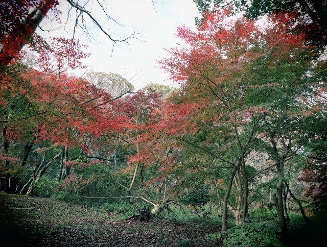 f:id:bluemoonbell:20211124141419j:image