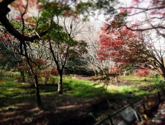 f:id:bluemoonbell:20211124141426j:image