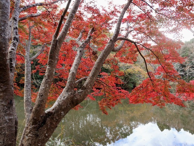 f:id:bluemoonbell:20211124141434j:image