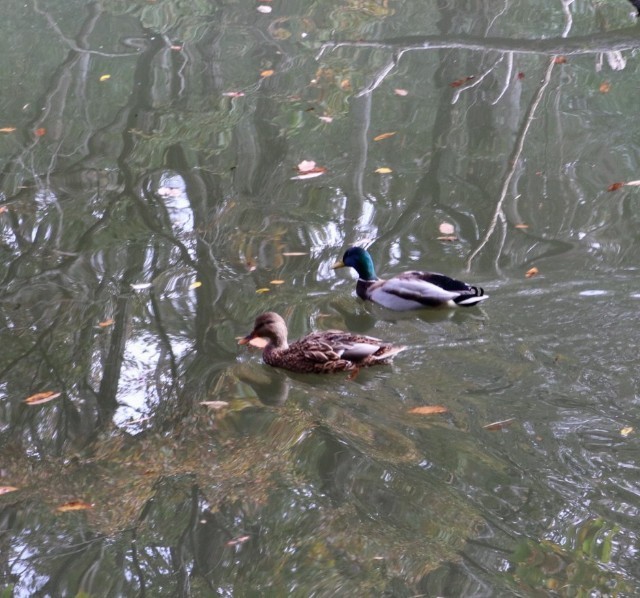 f:id:bluemoonbell:20211124141441j:image