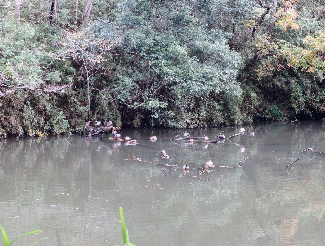 f:id:bluemoonbell:20211124141448j:image