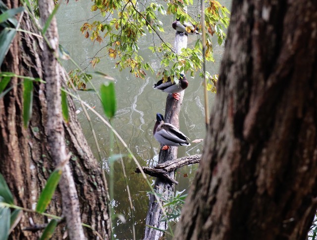 f:id:bluemoonbell:20211124141454j:image