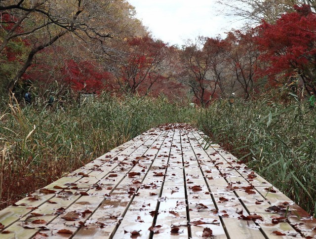 f:id:bluemoonbell:20211124141644j:image