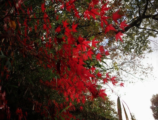 f:id:bluemoonbell:20211124141658j:image