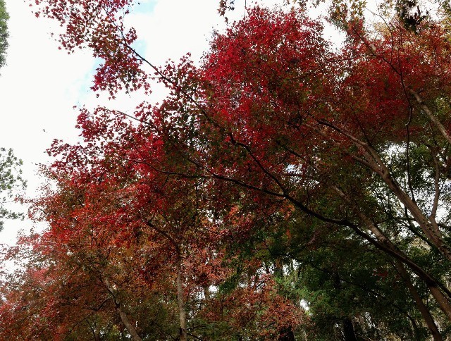 f:id:bluemoonbell:20211124141705j:image