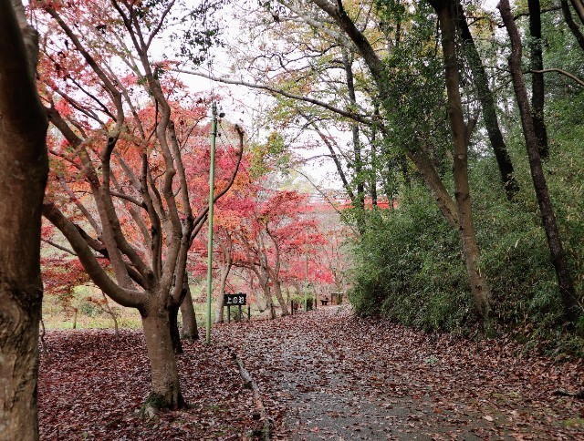 f:id:bluemoonbell:20211124141930j:image