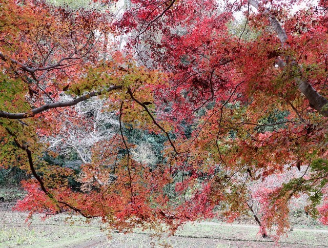 f:id:bluemoonbell:20211124141937j:image