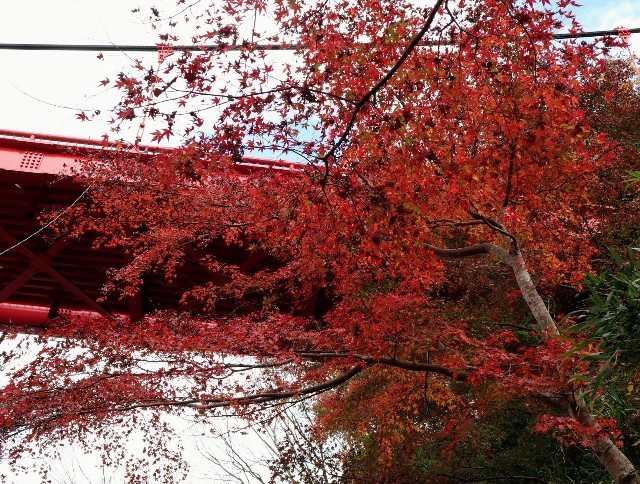 f:id:bluemoonbell:20211124142000j:image