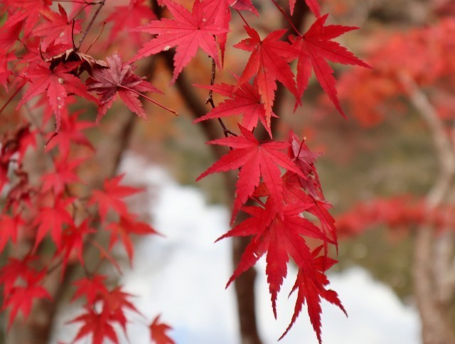 f:id:bluemoonbell:20211124142017j:image