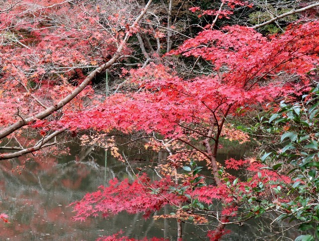 f:id:bluemoonbell:20211124142023j:image