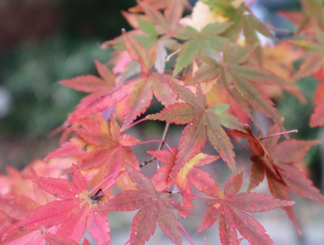 f:id:bluemoonbell:20211124142030j:image