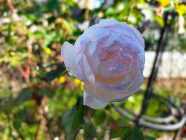 f:id:bluemoonbell:20211126105527j:image