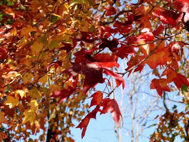 f:id:bluemoonbell:20211205164939j:image f:id:bluemoonbell:20211205164939j:image