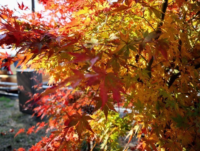 f:id:bluemoonbell:20211205164955j:image f:id:bluemoonbell:20211205164955j:image