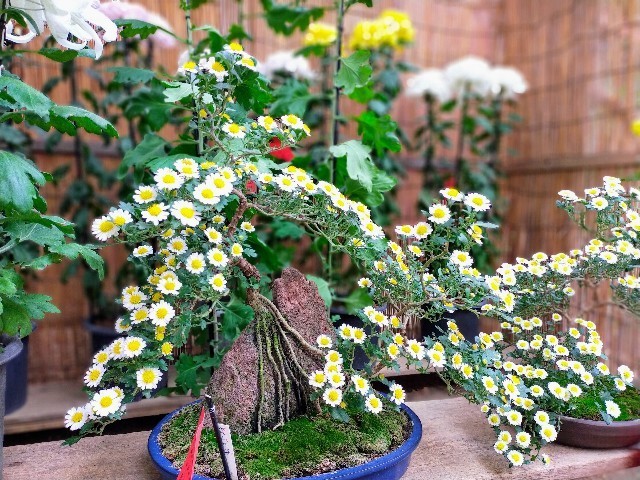 f:id:bluemoonbell:20220120105812j:image