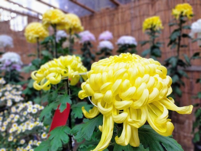 f:id:bluemoonbell:20220120105819j:image