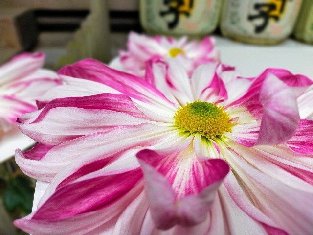 f:id:bluemoonbell:20220120105826j:image