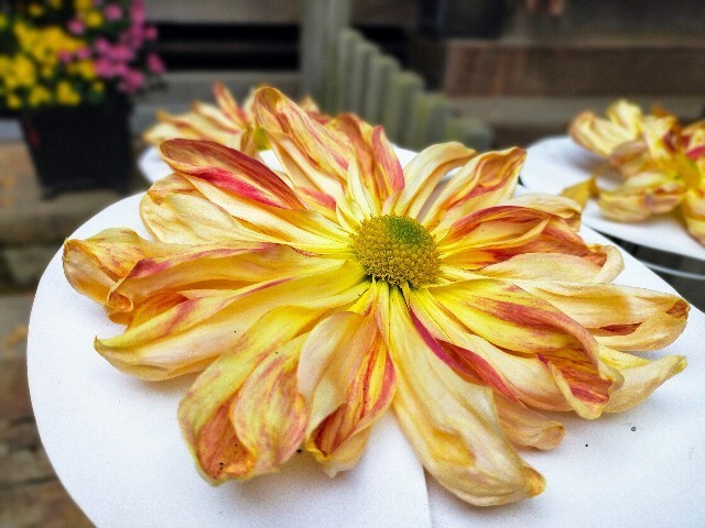 f:id:bluemoonbell:20220120105833j:image