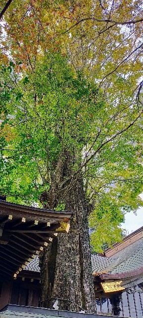 f:id:bluemoonbell:20220120110311j:image