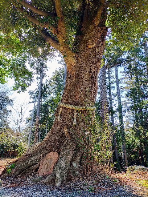 f:id:bluemoonbell:20220304110602j:image