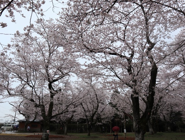f:id:bluemoonbell:20220404143808j:image