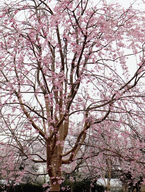 f:id:bluemoonbell:20220404143829j:image