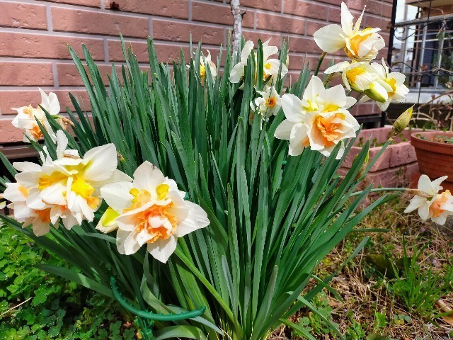 f:id:bluemoonbell:20220408170908j:image