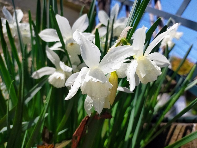 f:id:bluemoonbell:20220408170938j:image