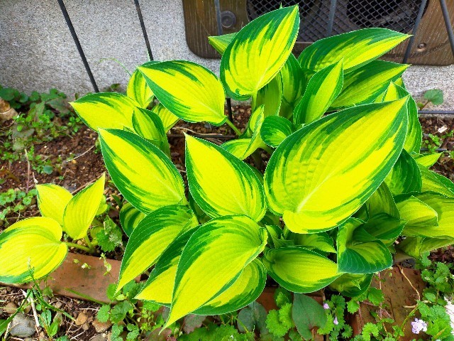 f:id:bluemoonbell:20220501080424j:image