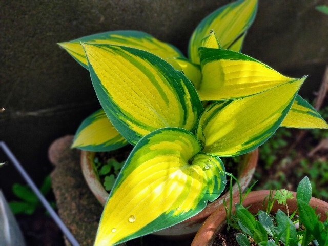 f:id:bluemoonbell:20220501080431j:image